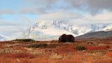 Dovrefjell-Sunndalsfjella-Nationalpark, Norwegen