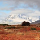 Dovrefjell-Sunndalsfjella-Nationalpark, Norwegen