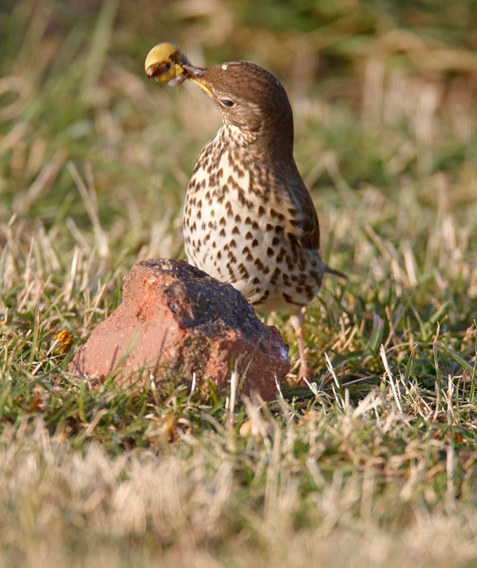 Drosselschmieden auf Steinen - [GEO]