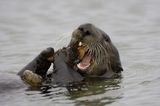 Seeotter