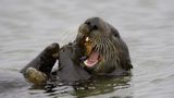Seeotter