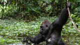 Gorilla