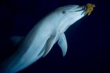 Delfin spielt mit Schwamm
