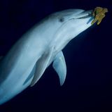 Delfin spielt mit Schwamm