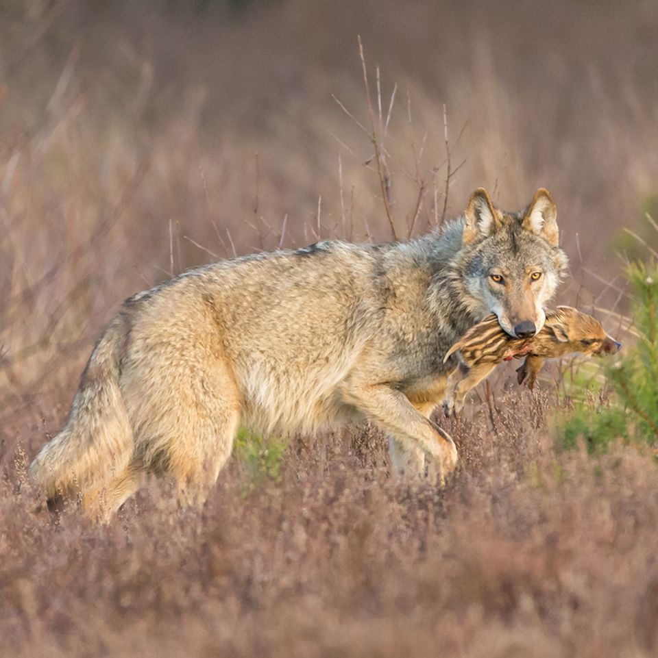 Wolf mit Beute