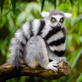 Lemur, Affe