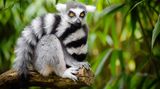Lemur, Affe