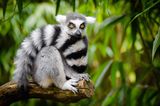 Lemur, Affe