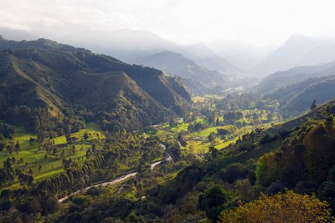 Cocora Valley Salento