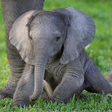 Elefantenkalb, Mombo, Okavango Delta, Botswana