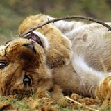 Löwenjunges, King´s Pool, Linyanti Wildlife Reserve, Botswana