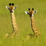 Babygiraffen spähen über das lange Gras, Vumbura Plains, Botswana