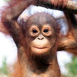 Baby-Orang-Utan, Borneo