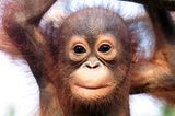 Baby-Orang-Utan, Borneo