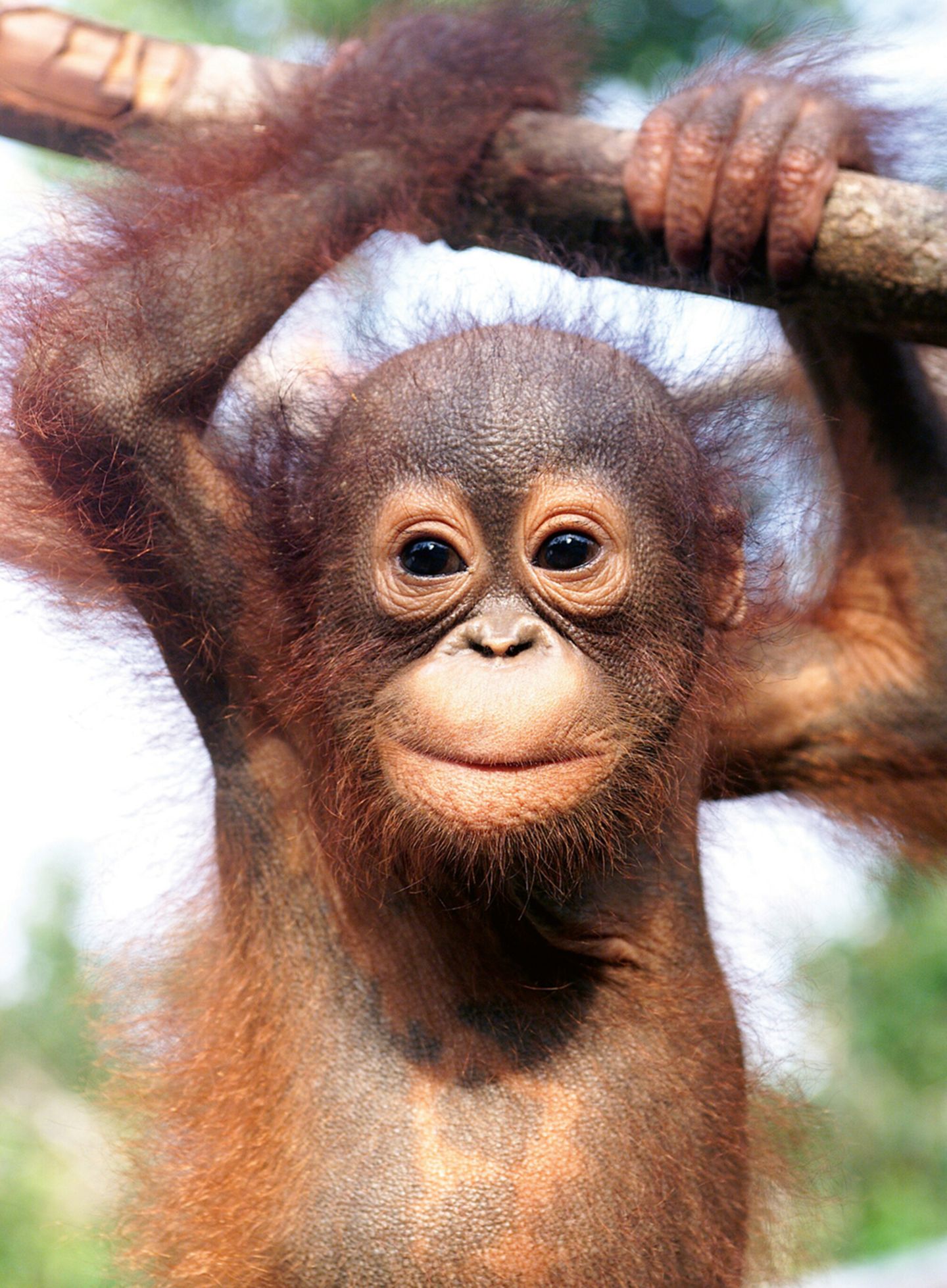 Baby-Orang-Utan, Borneo