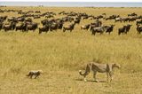 Geparde, die eine Herde Gnus passieren, Amboseli, Maasai Mara, Kenia