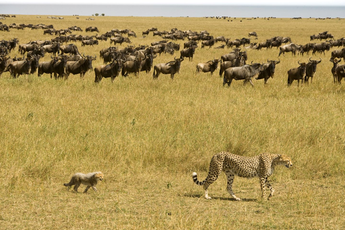 Geparde, die eine Herde Gnus passieren, Amboseli, Maasai Mara, Kenia