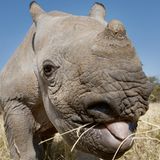 Spitzmaulnashorn, Lewa Wildlife Conservancy, Kenia