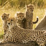 Gepardenfamilie, Maasai Mara, Kenia
