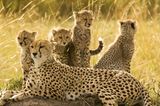 Gepardenfamilie, Maasai Mara, Kenia