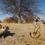 Erdmännchen, Makgadikgadi-Salzpfannen, Botswana