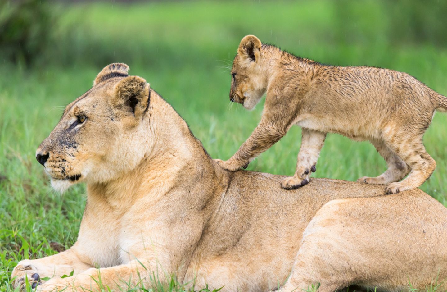 Auf Mutters Rücken,Löwen , Mombo, Okavango Delta, Botswana