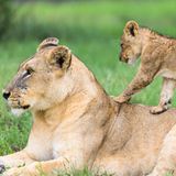Auf Mutters Rücken,Löwen , Mombo, Okavango Delta, Botswana