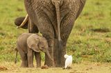 Elefant mit ihrem Baby, Amboseli National Park, Kenia