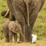 Elefant mit ihrem Baby, Amboseli National Park, Kenia
