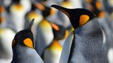 Pinguine