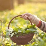 Wildkraeuter sammeln