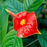 Psychotria elata