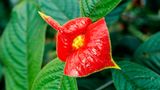Psychotria elata