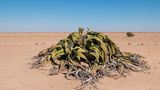 Welwitschia