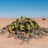 Welwitschia