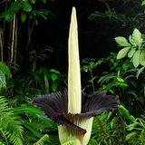 Amorphophallus Titanum