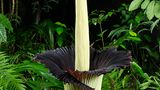 Amorphophallus Titanum