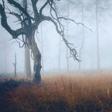 Hochmoor Geizbusch, Hohes Venn