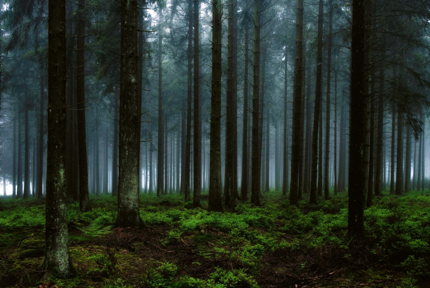Waldstück im Lonlou-Venn