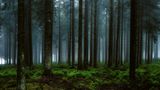 Waldstück im Lonlou-Venn