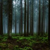 Waldstück im Lonlou-Venn