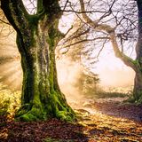 Les Six Hêtres, Hohes Venn