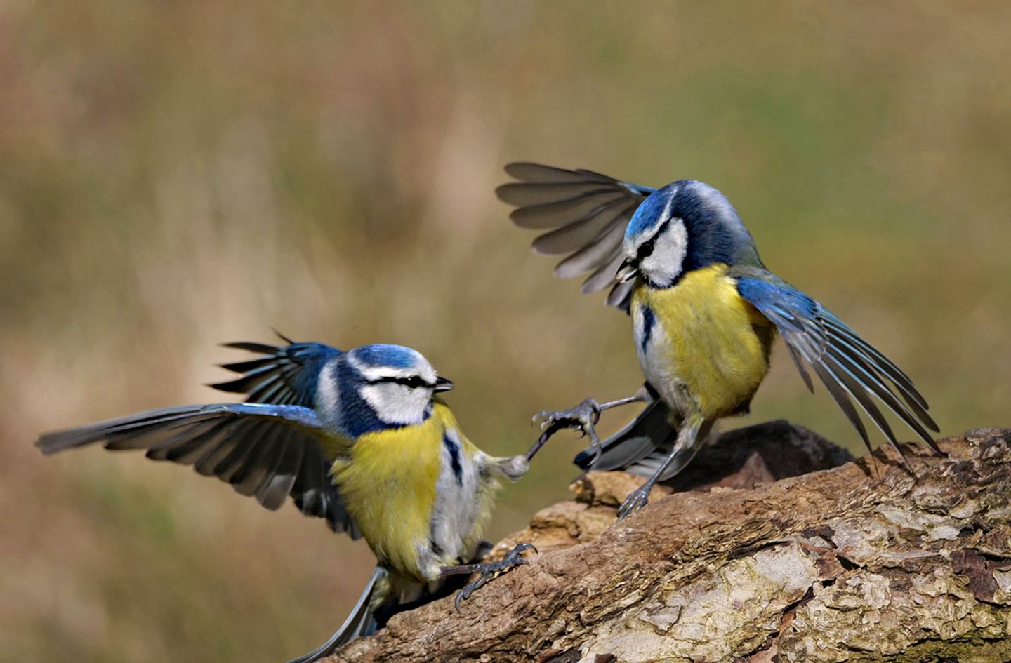 Zwei Blaumeisen
