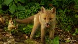 Jungfuchs