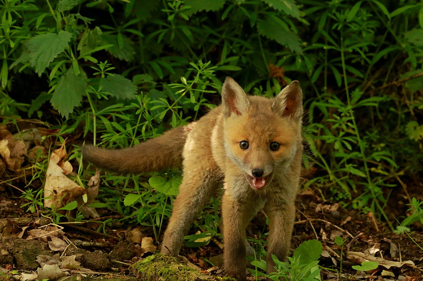 Jungfuchs