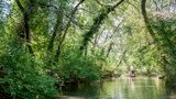 Das Grosse Ried, Straßburg