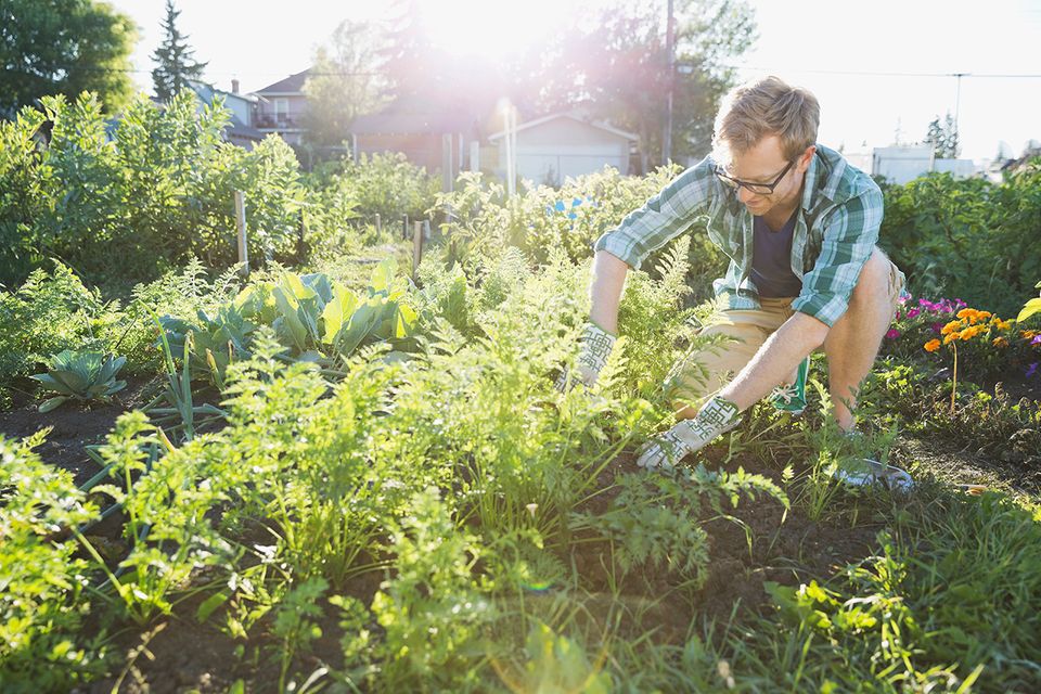 Mann arbeitet im Garten