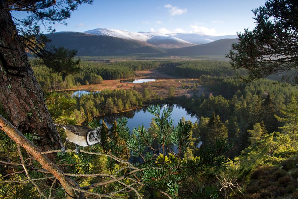 Cairngorms National Park, Scotland