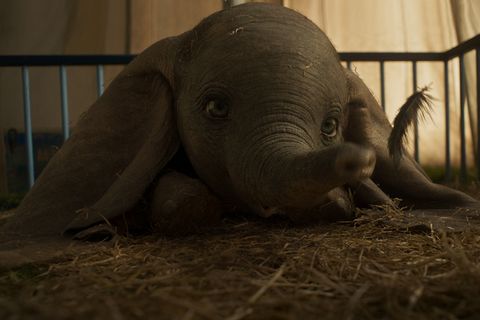 Dumbo