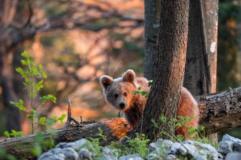 Wilder Bär, Slowenien